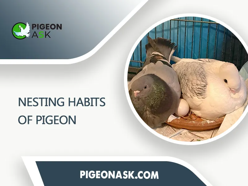 Nesting Habits of pigeon