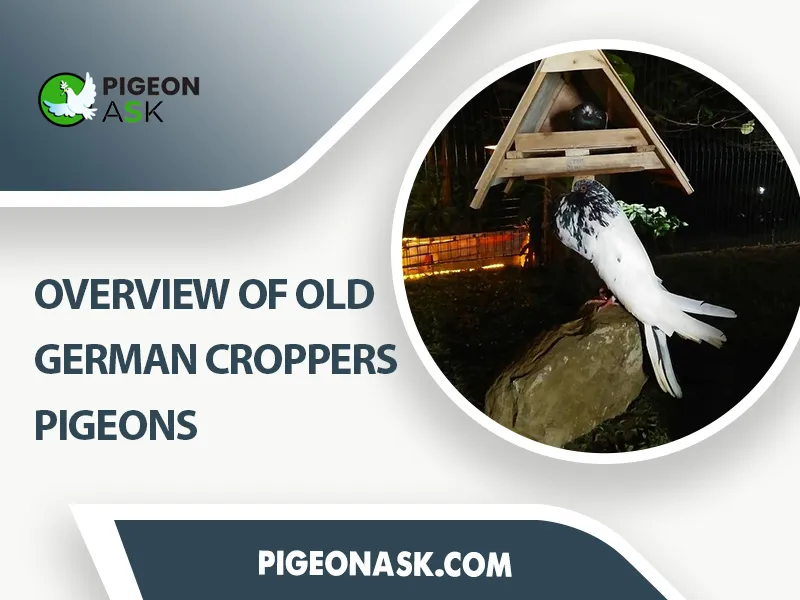 Overview of Old German Cropper pigeon