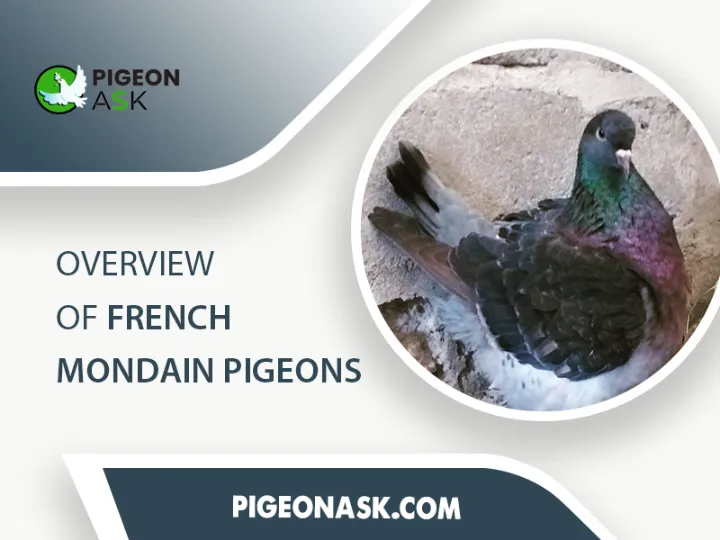 Overview of French Mondain Pigeons