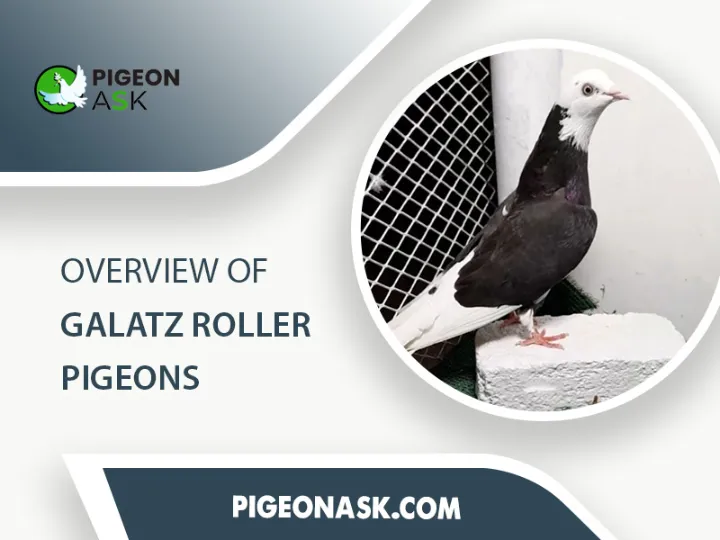 Overview of Galatz Roller Pigeons