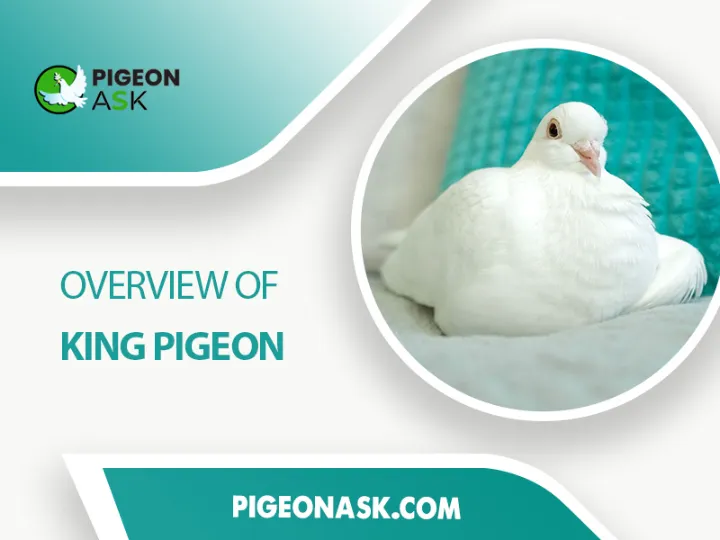 Overview of King Pigeons