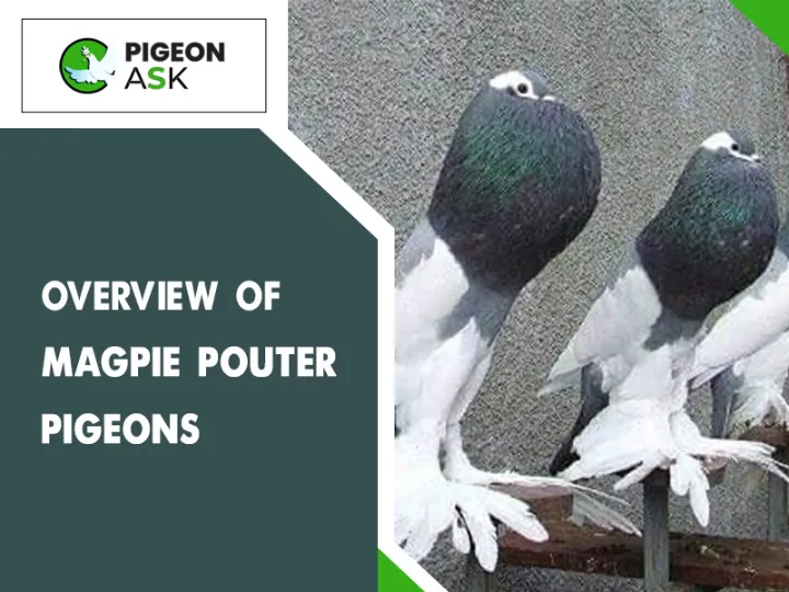 Overview of Magpie Pouter Pigeon