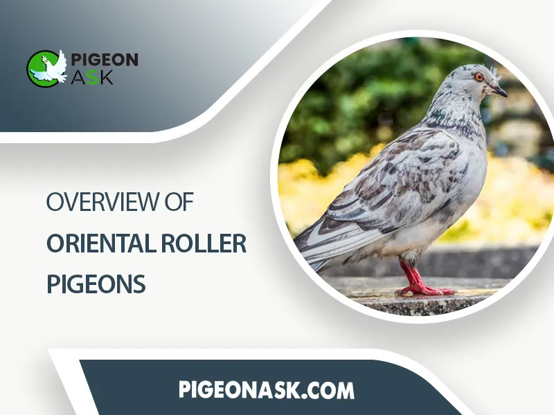 Overview of Oriental Roller Pigeons