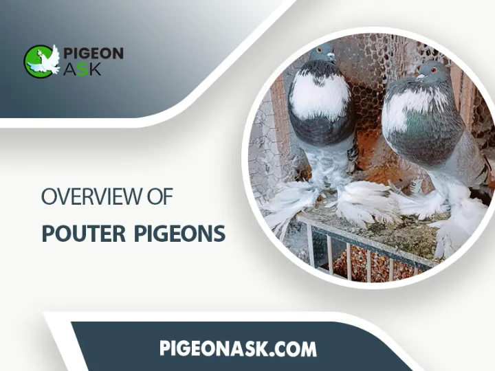 Overview of Pouter Pigeons