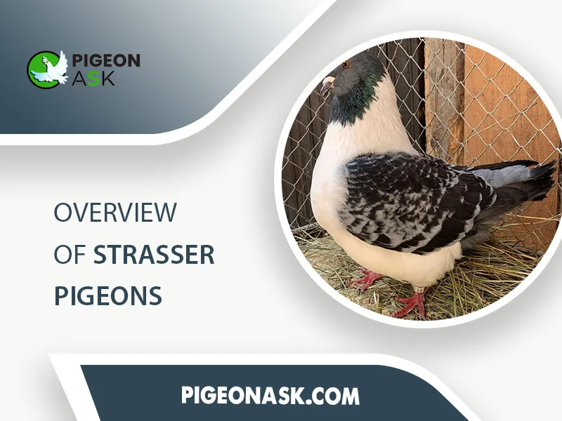 Overview of Strasser Pigeons