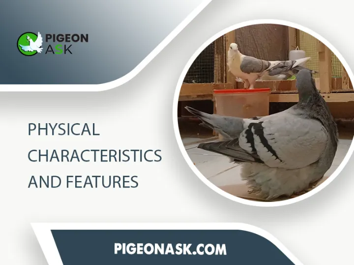 Physical Characteristics and Features