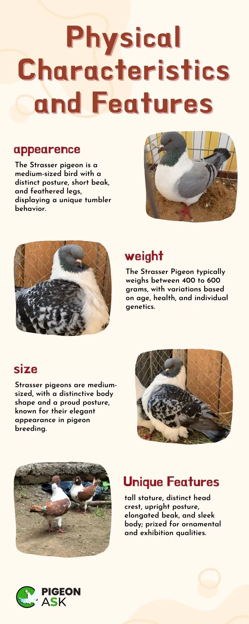 Physical Characteristics and Features of Strasser Pigeon