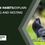Pigeon Habits: Explain Mating And Nesting Habits