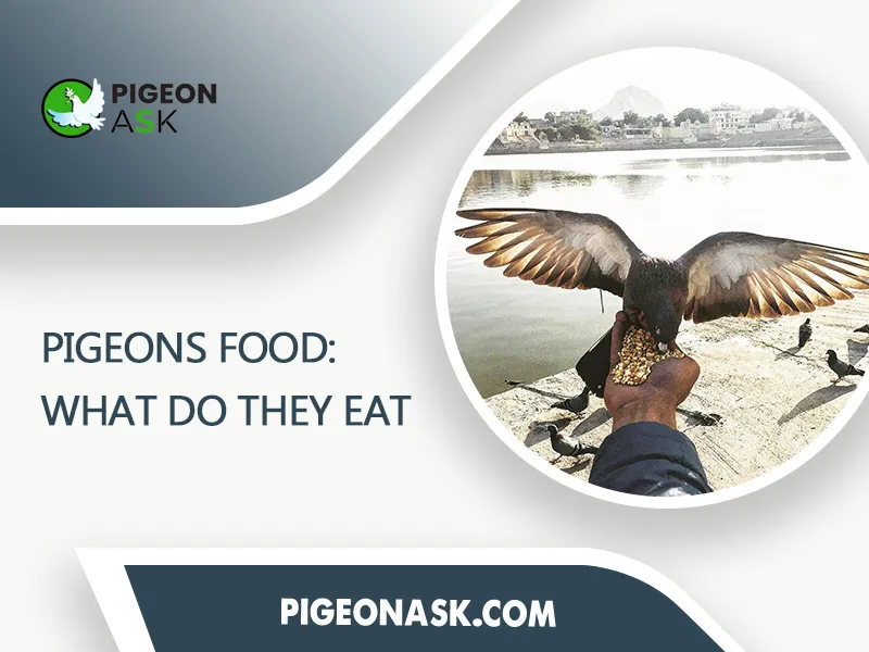 Pigeons Food What Do They Eat