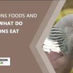 Pigeons Foods And Diet: What Do Pigeons Eat
