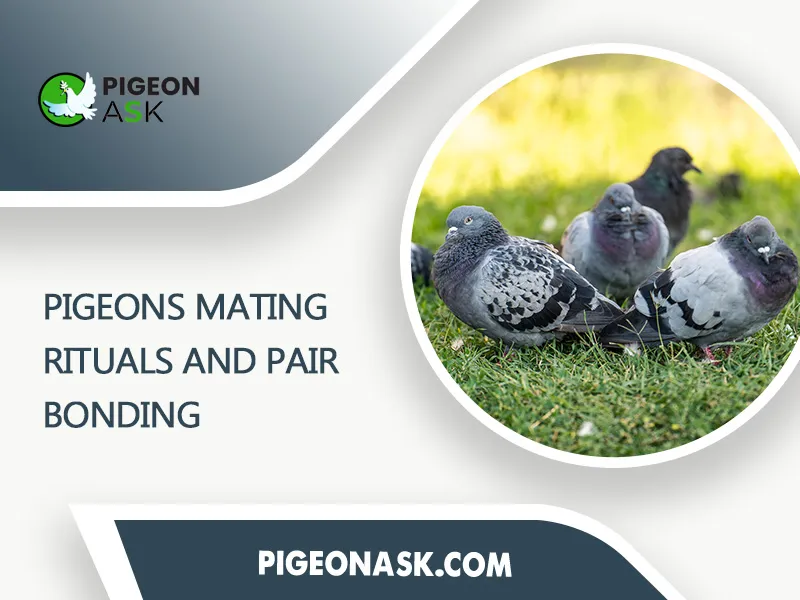 Pigeons Mating Rituals and Pair Bonding