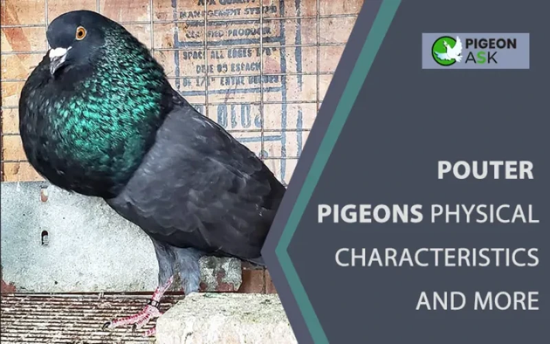 Pouter Pigeons Physical Characteristics And More