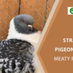 Strasser Pigeon: A Big, Meaty Pigeon