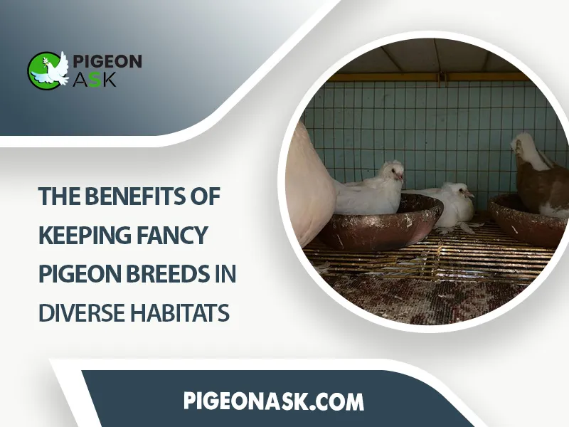 The Benefits of Keeping Fancy Pigeon Breeds in Diverse Habitats