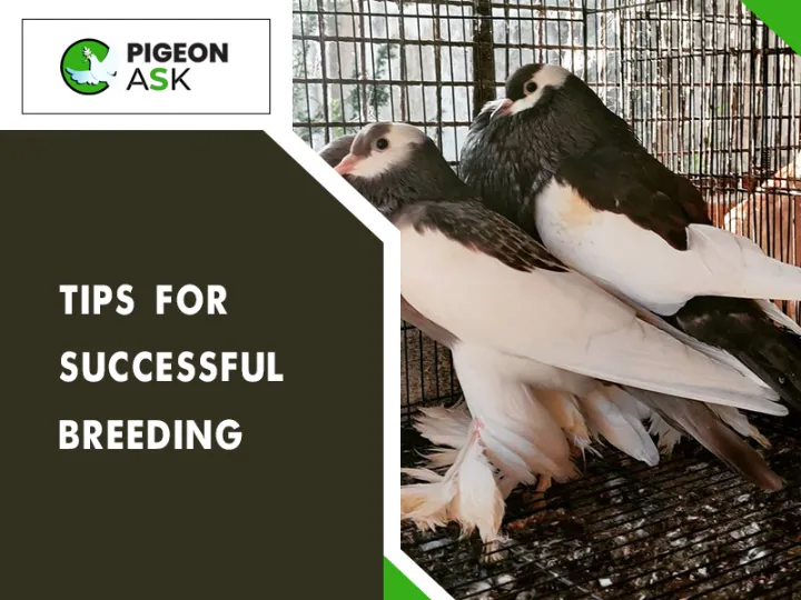 Tips for Successful Breeding