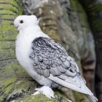 Types Pigeon