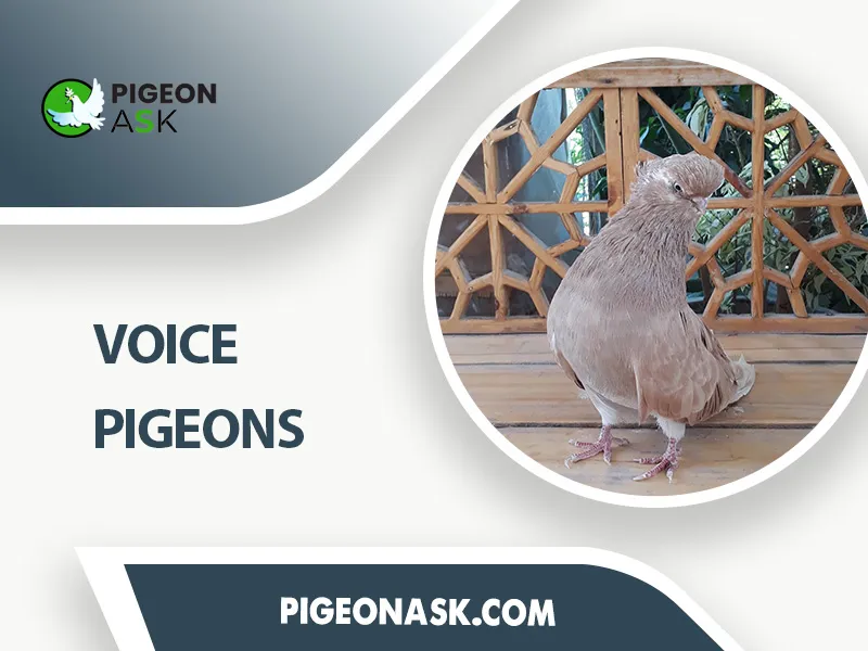 Voice pigeons