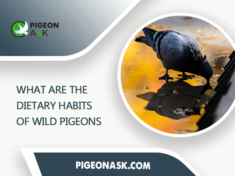 What Are the Dietary Habits of Wild Pigeons