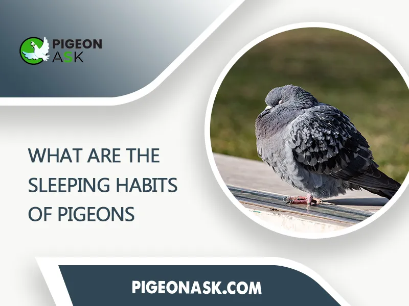 What Are the Sleeping Habits of Pigeons
