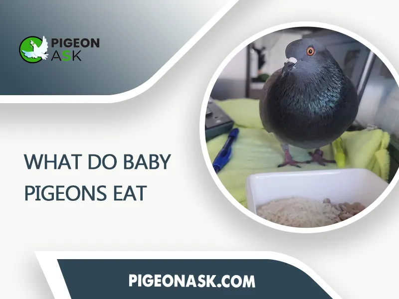 What Do Baby Pigeons Eat