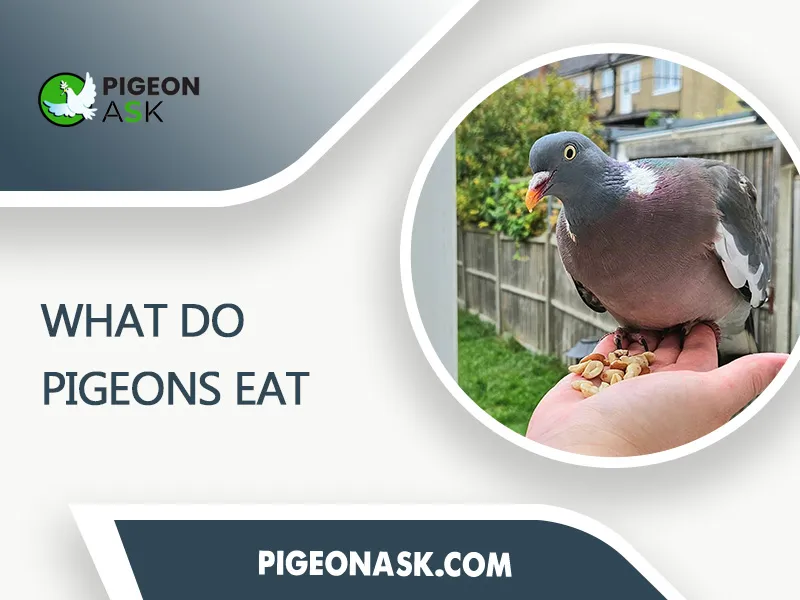 What Do Pigeons Eat