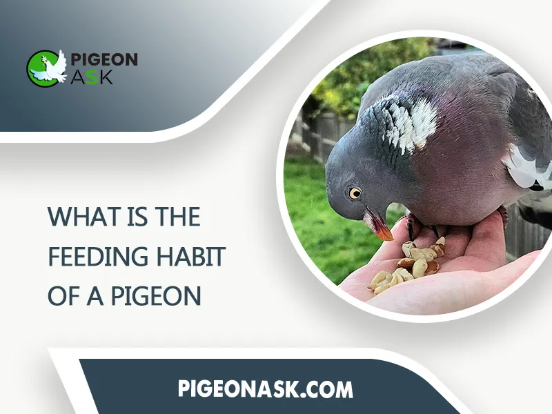 What Is the Feeding Habit of a Pigeon