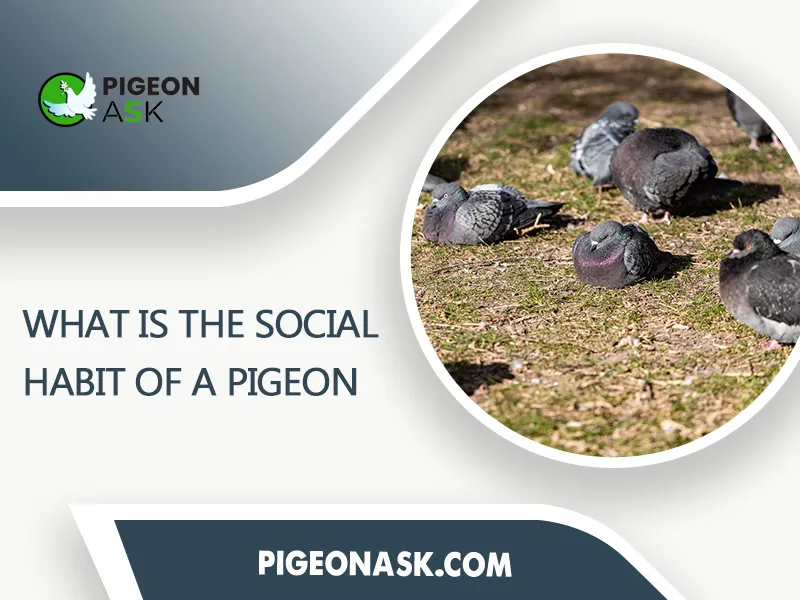 What Is the Social Habit of a Pigeon
