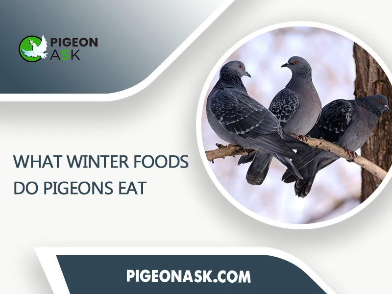 What Winter Foods Do Pigeons Eat
