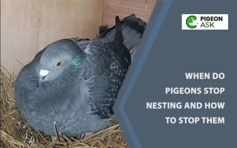 When Do Pigeons Stop Nesting? and How to Stop Them?