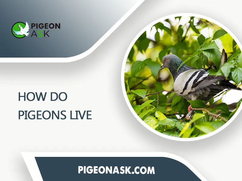 Where Do Pigeons Live