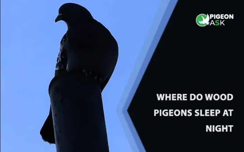 Where Do Wood Pigeons Sleep at Night?