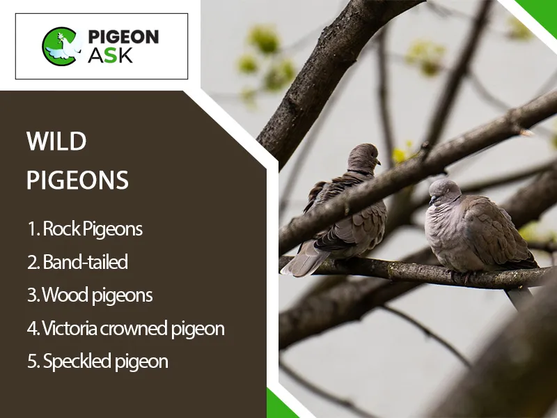 Wild pigeon