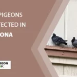 Are Pigeons Protected in Arizona?