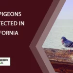 Are Pigeons Protected in California?