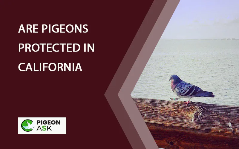 Are Pigeons Protected in California