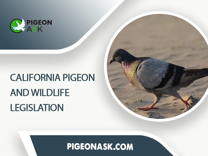 California Pigeon and Wildlife Legislation