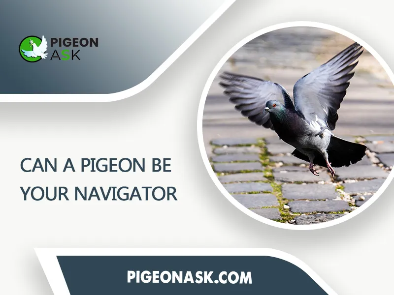 Can A Pigeon Be Your Navigator