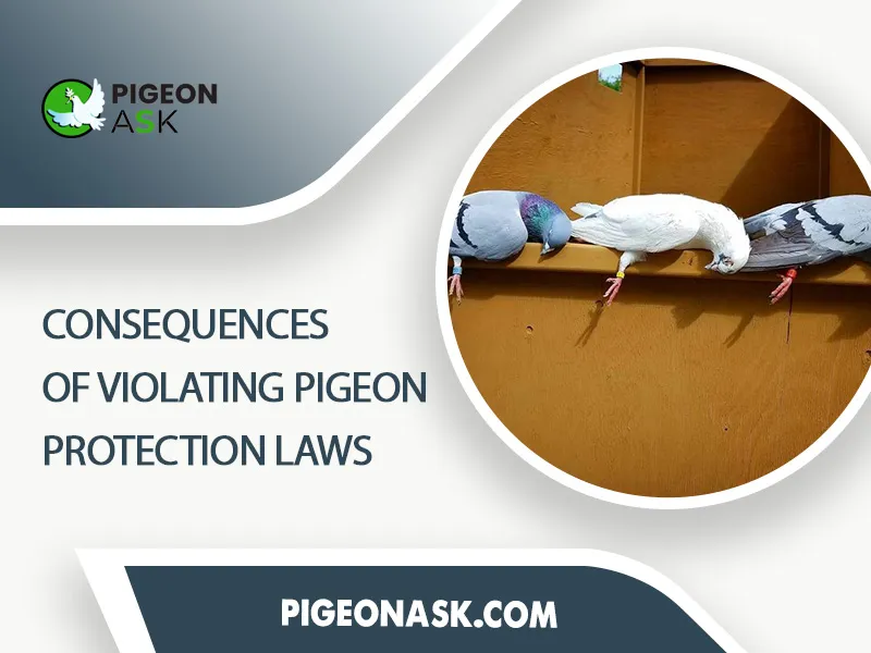 Consequences of Violating Pigeon Protection Laws