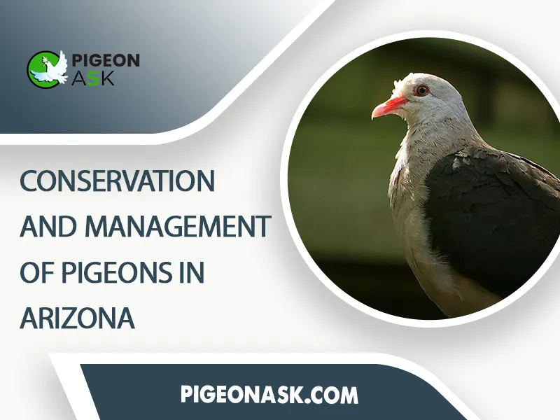 Conservation and Management of Pigeons in Arizona