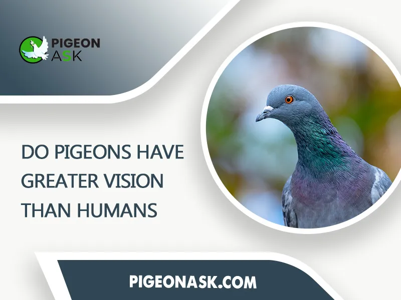 Do Pigeons Have Greater Vision Than Humans