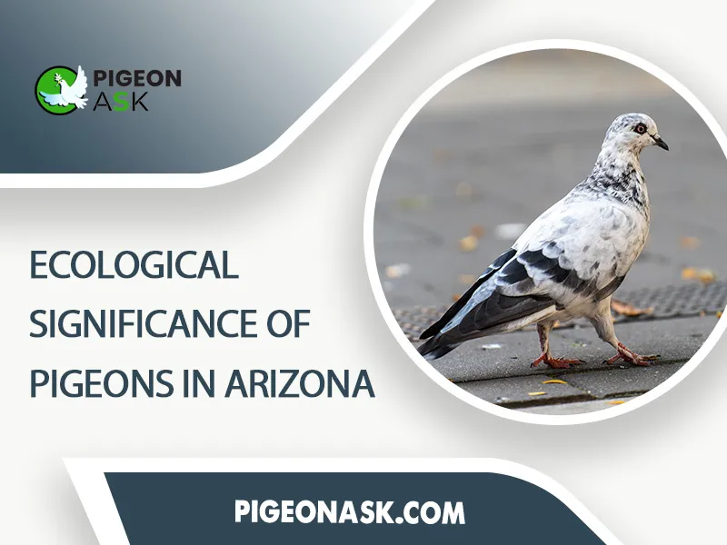 Ecological Significance of Pigeons in Arizona