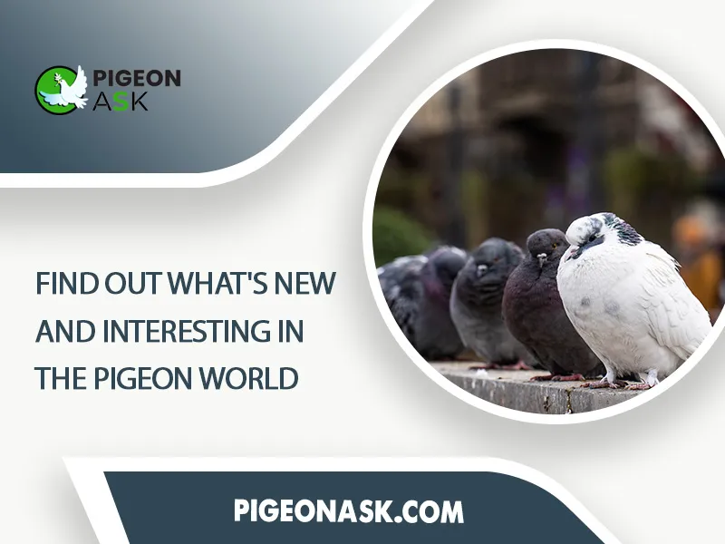 Find Out Whats New and Interesting in the Pigeon World