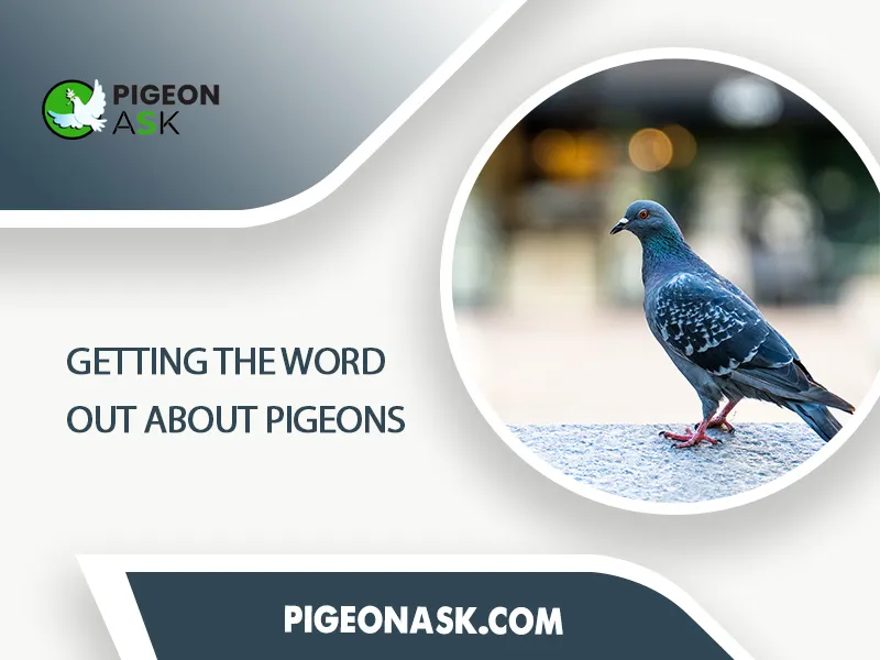 Getting the Word Out About Pigeons