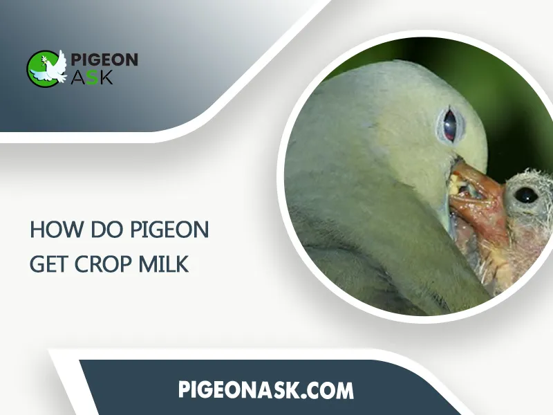 How Do Pigeon Get Crop Milk
