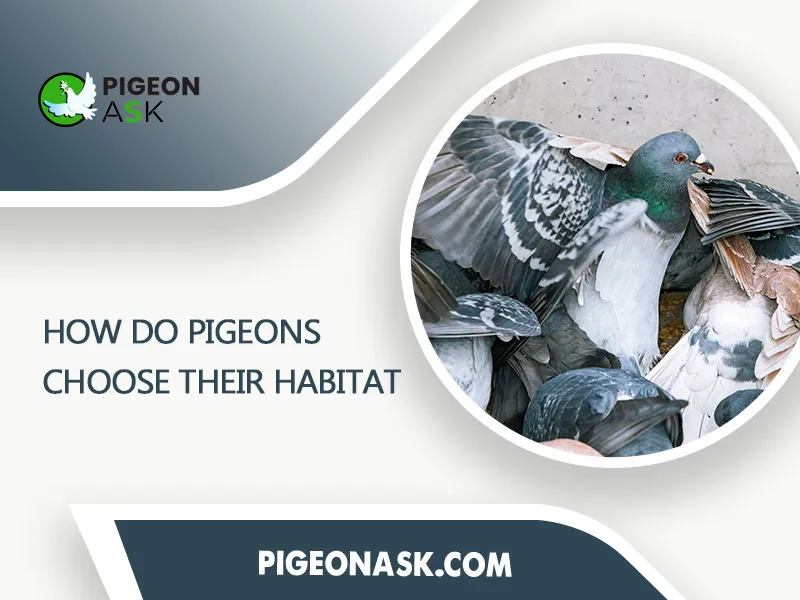 How Do Pigeons Choose Their Habitat