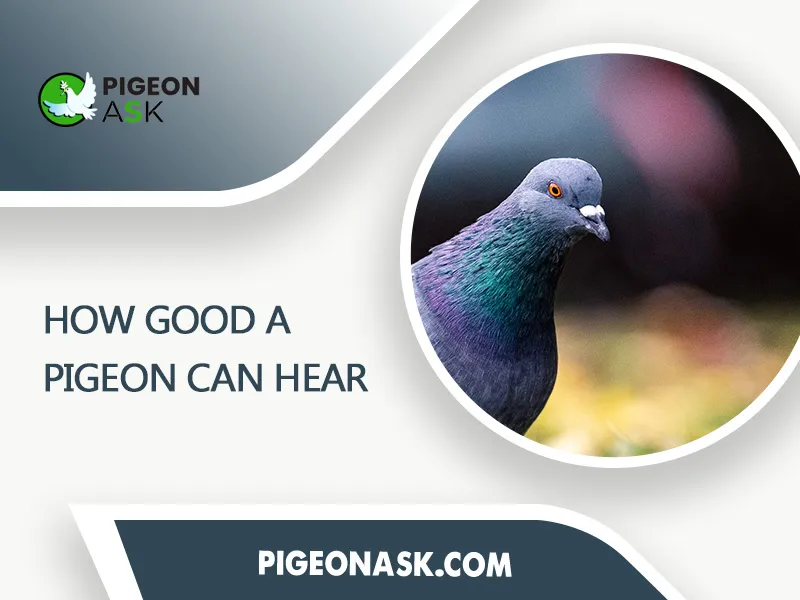 How Good a Pigeon Can Hear