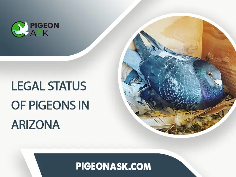 Legal Status of Pigeons in Arizona