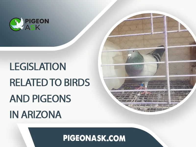 Legislation Related to Birds and Pigeons in Arizona