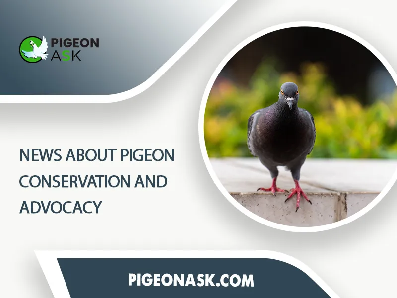 News About Pigeon Conservation and Advocacy