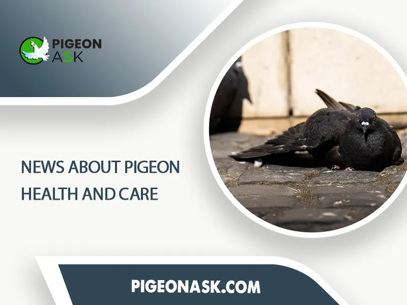 News About Pigeon Health and Care